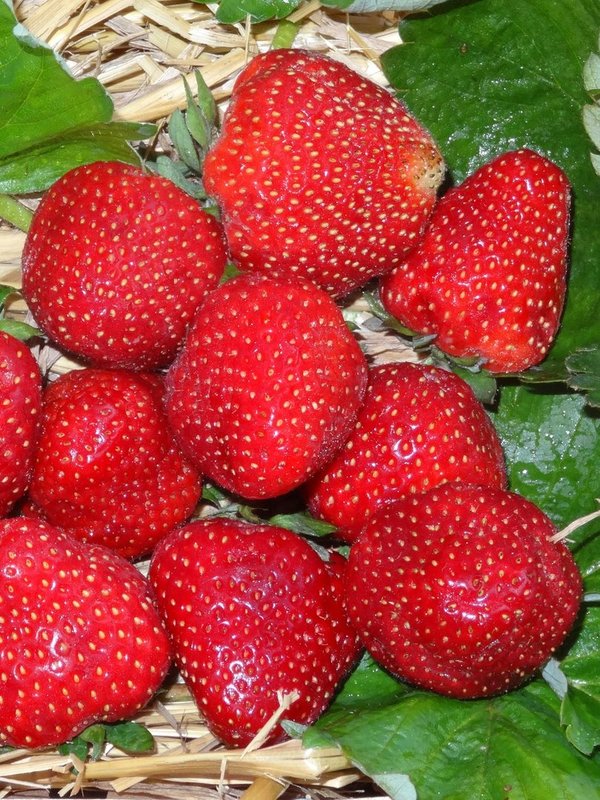Erdbeeren 'Berneck 1'