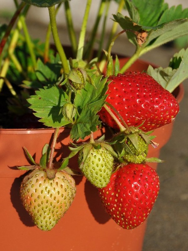 Erdbeeren 'Petrino'