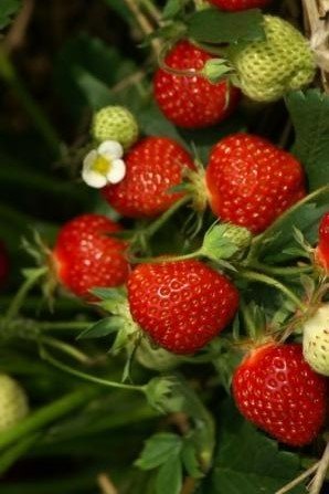 Erdbeeren 'Fraroma(S)'