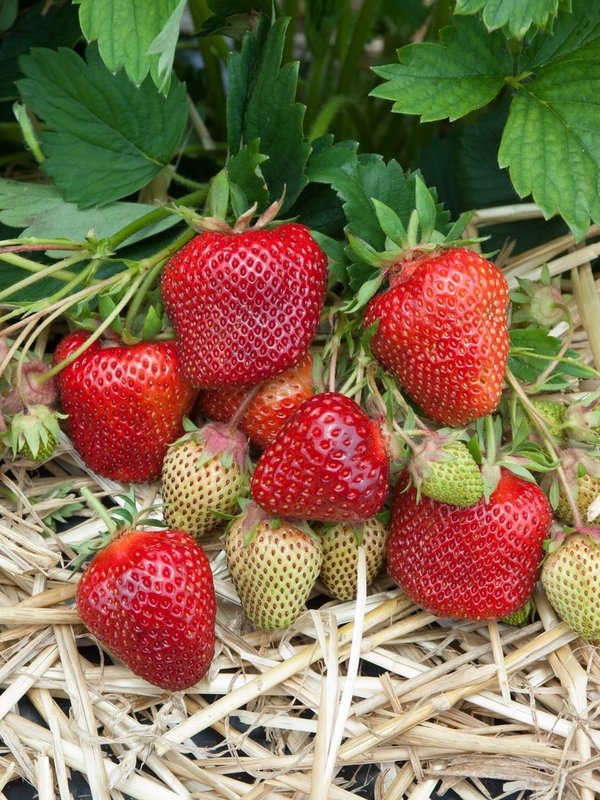 Erdbeeren ' THURIGA'