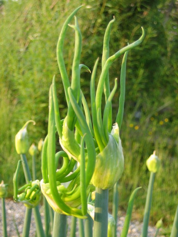 Luftzwiebel (Allium x proliferum)