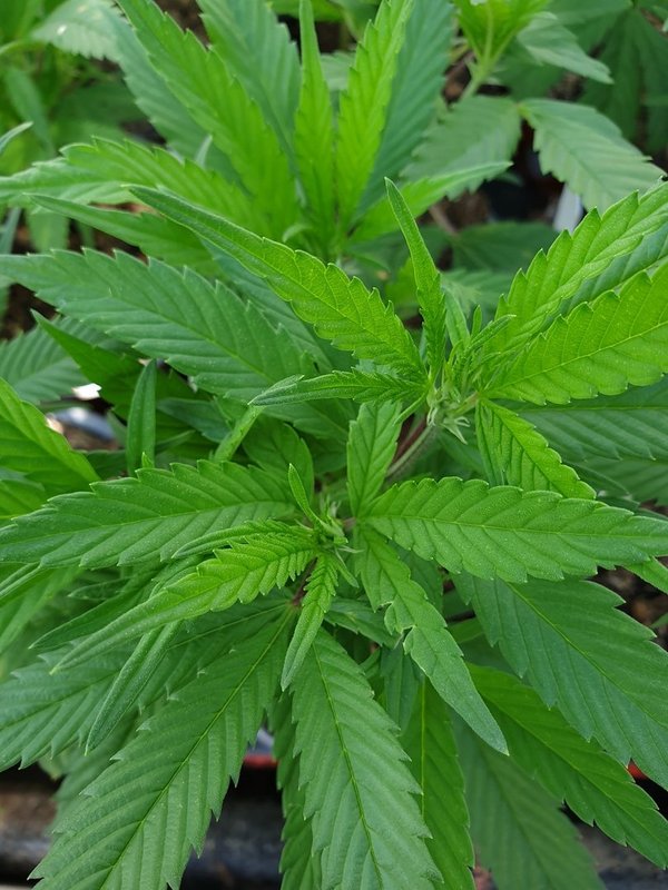 CBD Hanf 'Harlequin' (Cannabis sativa 'Harlequin')