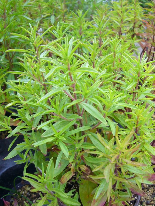 Bohnenkraut, einjährig (Satureja hortensis)