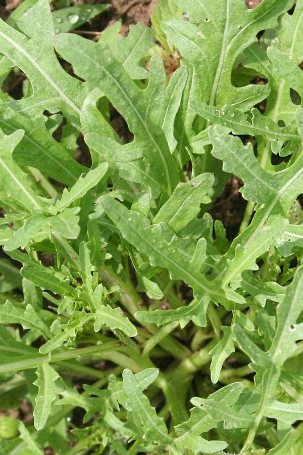 Rucola,  ausdauernde Salatrauke, (Diplotaxis tenuifolia)