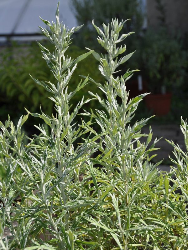 Steppen-Beifuss (Artemisia ludovicana)