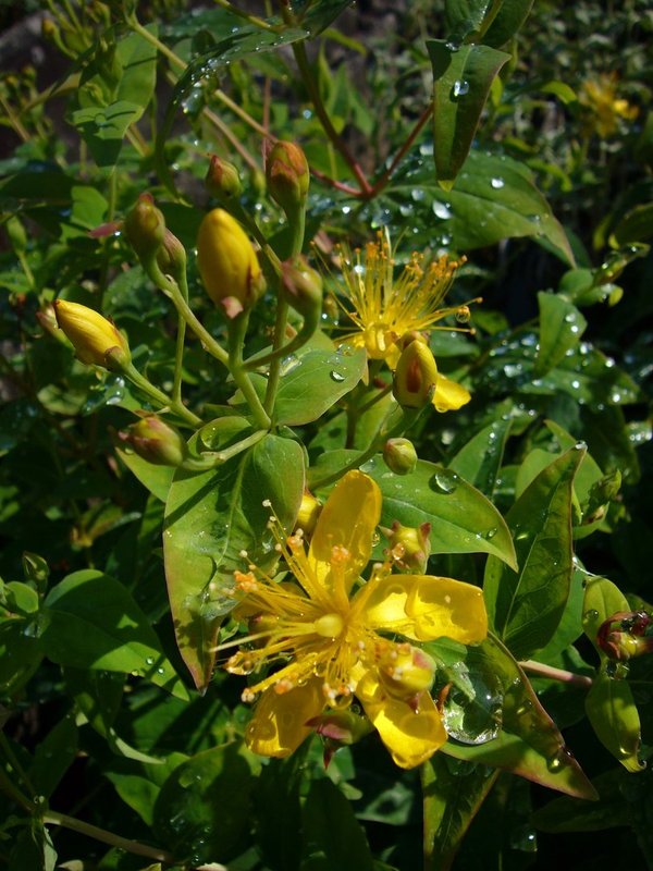 Zitronen-Johanniskraut (Hypericum hircinum)