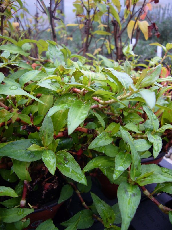 Vietnamesischer Koriander (Persicaria odorata (Polygonum odoratum))