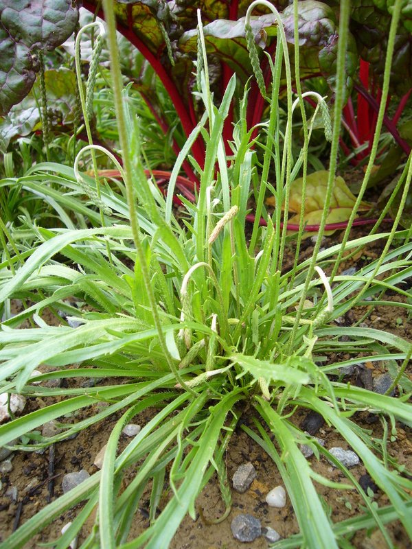 Hirschhornwegerich 'Herba Stella' (Plantago coronopus 'Herba Stella')