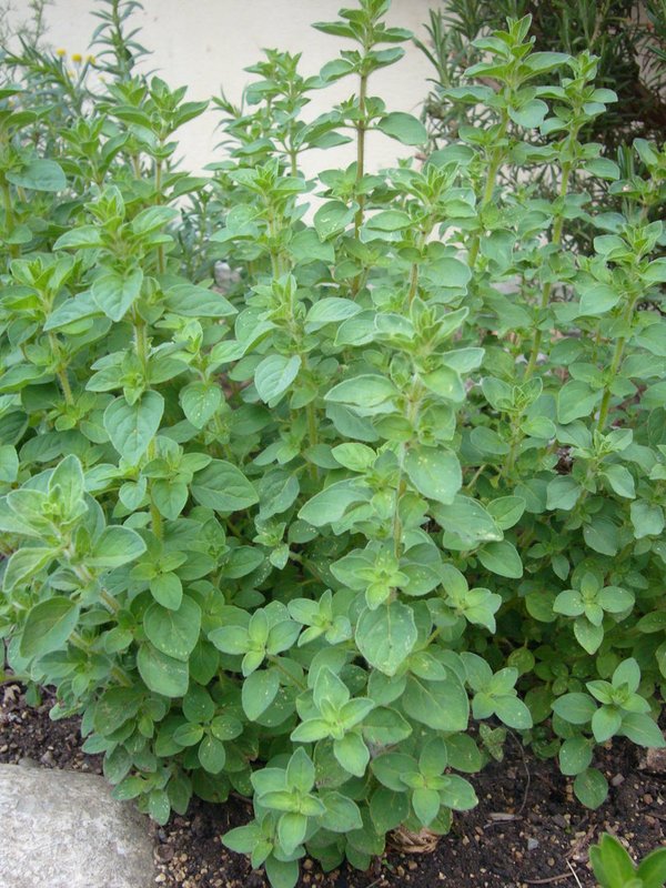 Griechischer Oregano (Origanum vulgare ssp. hirtum)