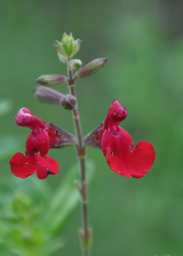 Greggi-Salbei 'Royal Bumble' (Salvia greggii 'Royal Bumble')