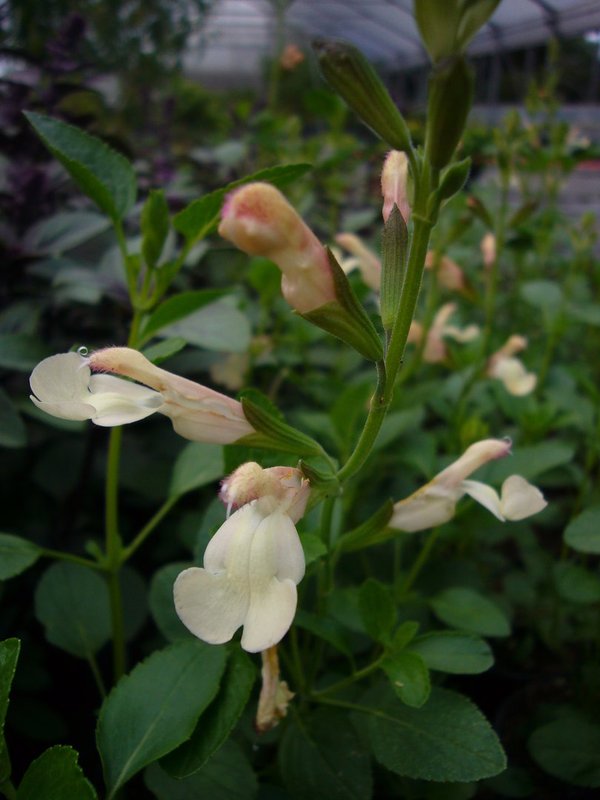 Greggi-Salbei 'Svenja' (Salvia greggii 'Svenja')