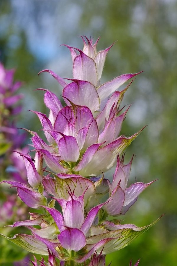 Muskateller-Salbei, (Salvia sclarea)