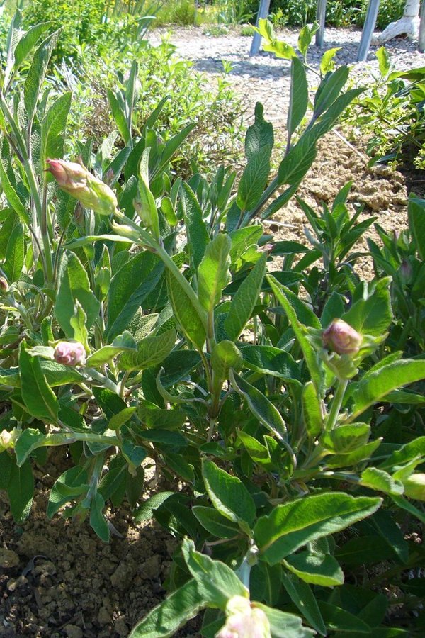 Salbei schmalblättrig (Salvia officinalis)