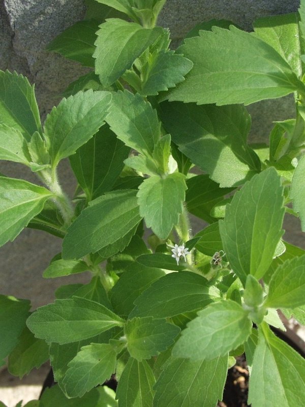 Süsskraut (Stevia rebaudiana)