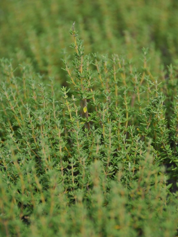 Französischer Bergthymian 'Garriques' (Thymus vulgaris ssp. 'Garriques')