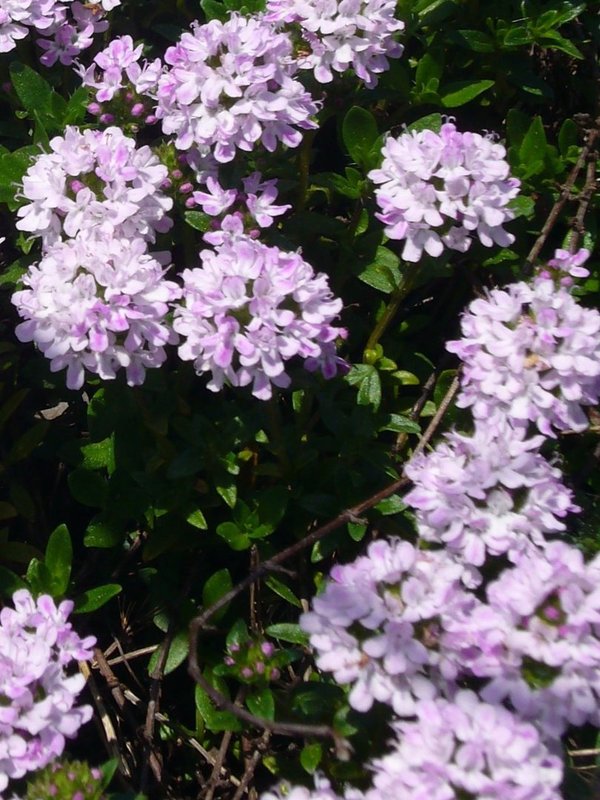 Kaskadenthymian (Thymus longicaulis ssp. oderatus)