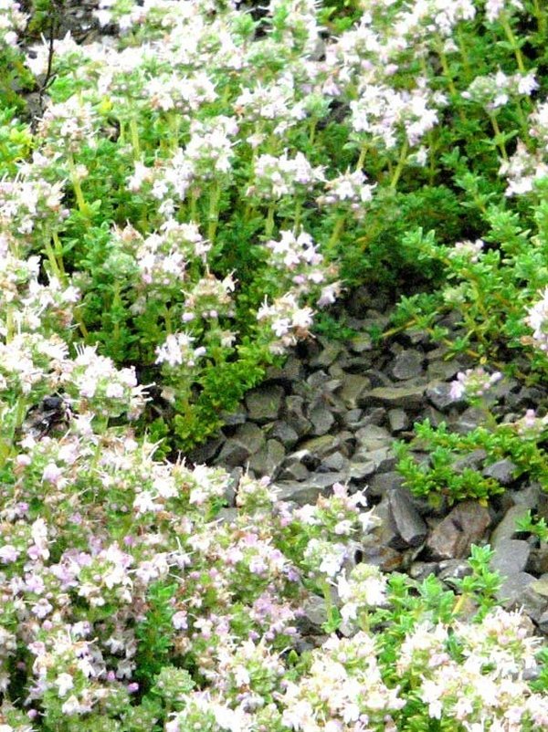 Lavendelthymian (Thymus thracicus)