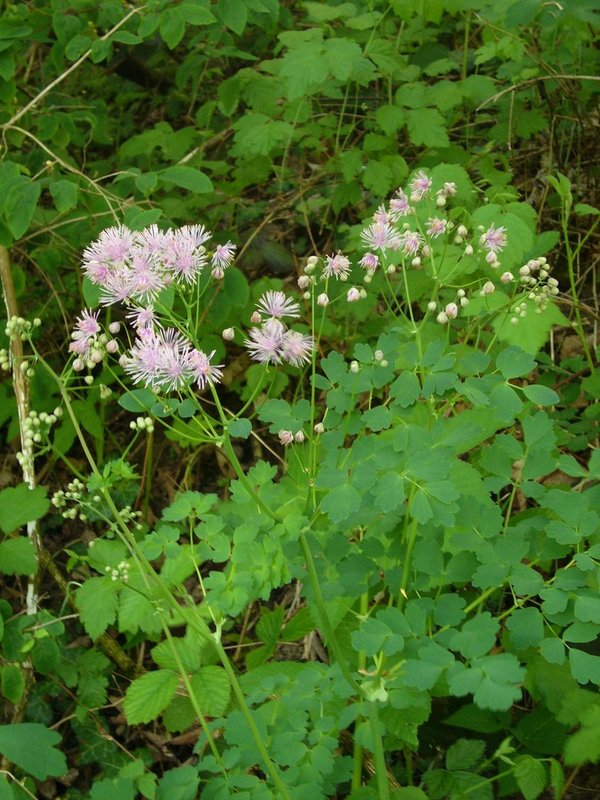 Wiesenraute (Thalictrum aquilegiifolium)