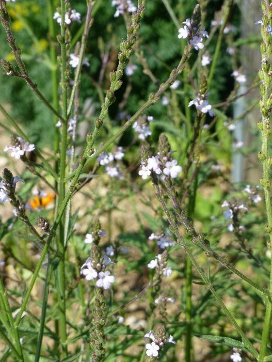 Echtes Eisenkraut (Verbena officinalis)